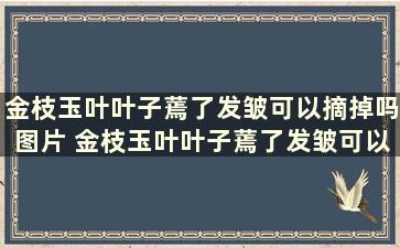 金枝玉叶叶子蔫了发皱可以摘掉吗图片 金枝玉叶叶子蔫了发皱可以摘掉吗视频